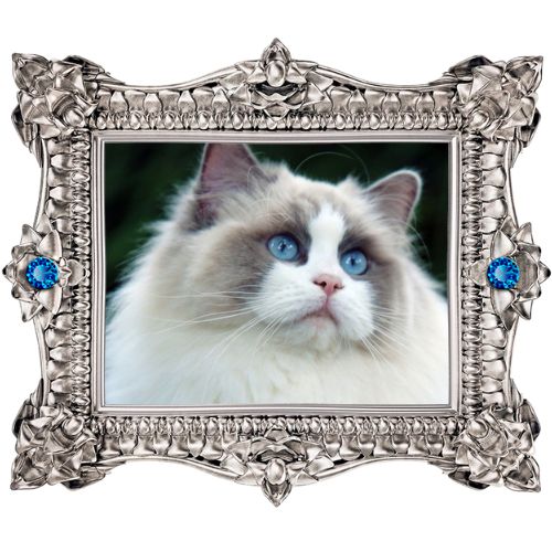 Elvira - Queen Ragdoll