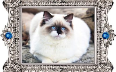 Phoebe