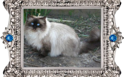 Sooky