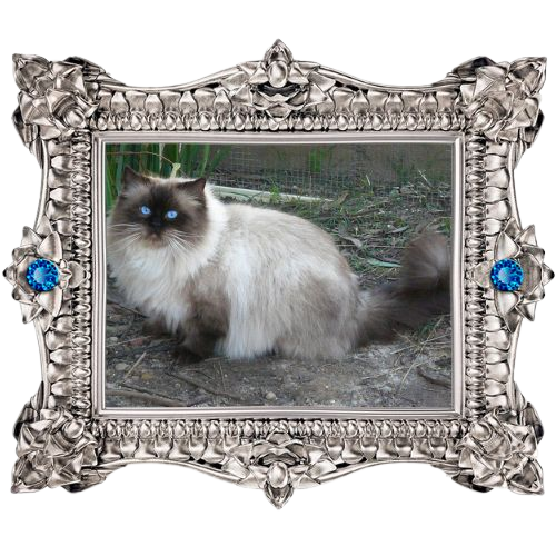 Ravera Sooky - King Ragdoll
