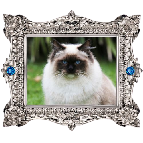 Boots King Ragdoll
