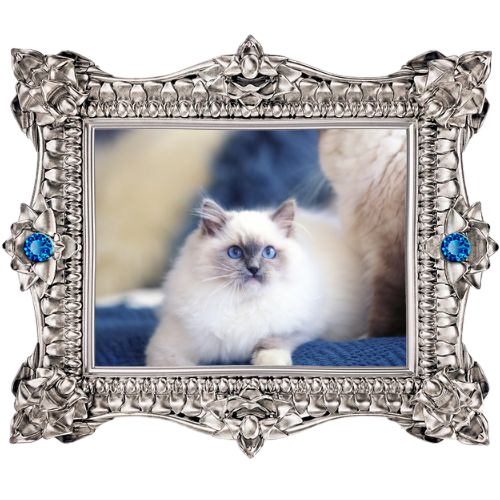 Indi - King Ragdoll