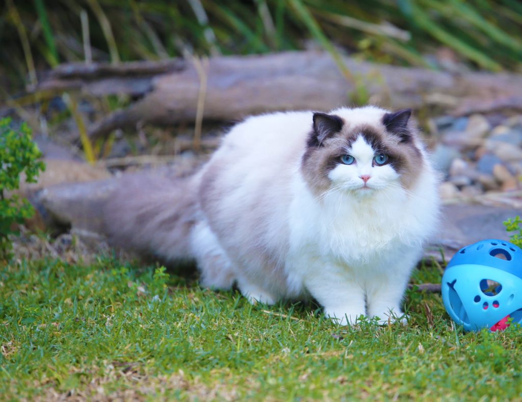Evie - Queen Ragdoll
