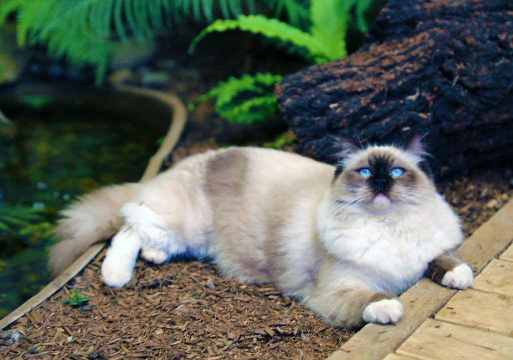 Letisha - Queen Ragdoll