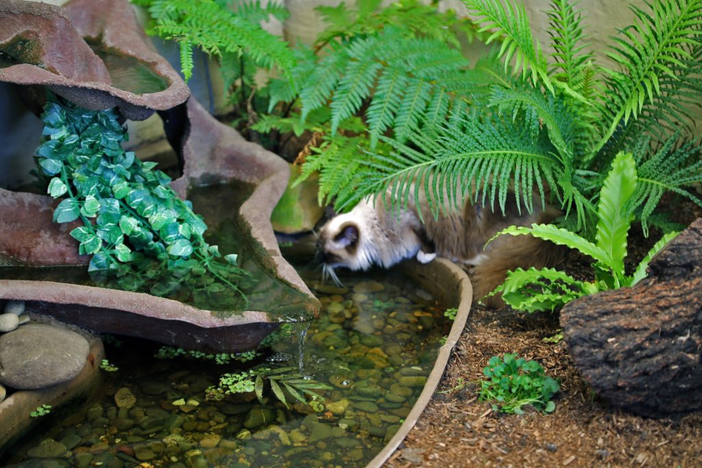 Ravera Ragdolls Cattery Outside Water